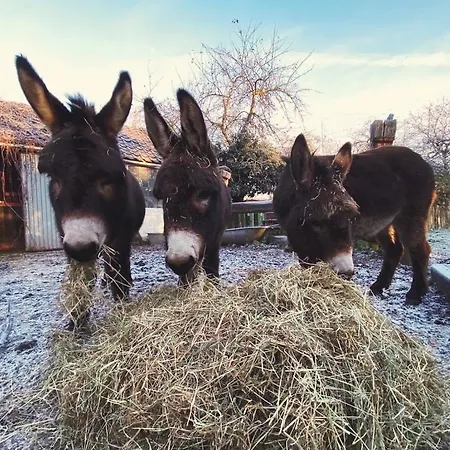 La Yourte Du Verger D Hellebecq *